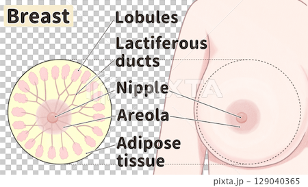 Cross-section of the breast: Easy-to-understand English illustrations Cross-section of the breast: Easy-to-understand English illustrations 129040365