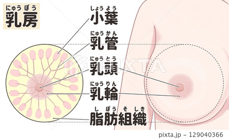 乳房の断面図　わかりやすい日本語図解イラスト 129040366