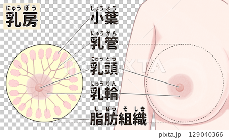 乳房の断面図　わかりやすい日本語図解イラスト 129040366