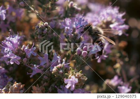 Bee collecting nectar from purple mountain flowers on a sunny day 129040375
