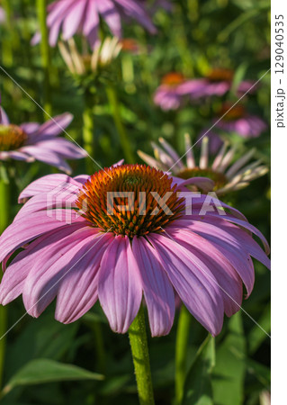 Purple coneflower Echinacea purpurea in a Cretan garden, rich in beneficial compounds 129040535