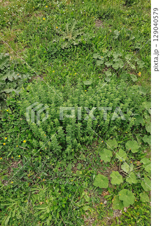 How fresh green oregano grows in nature. A healthy spice as part of Greek flora 129040579