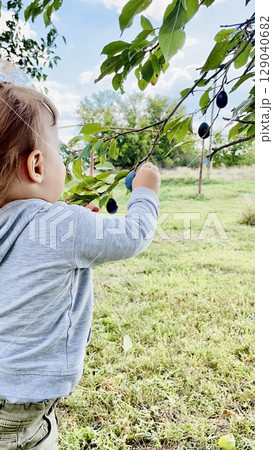 Little girl with a ponytail picking plums from a tree in the garden Little girl with a ponytail picking plums from a tree in the garden 129040682