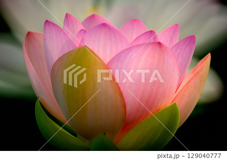 赤い蓮の花 129040777