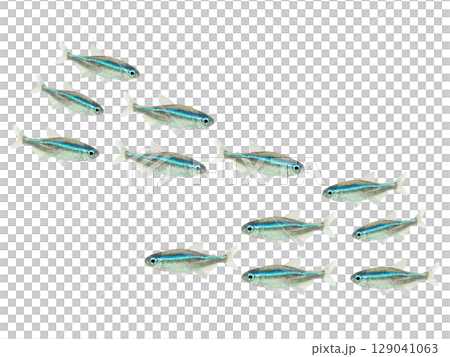 綠霓虹燈魚(10條) 綠霓虹燈魚(10條) 129041063