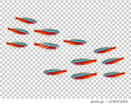 紅衣主教魚（10條） 129041064
