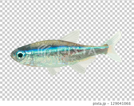 綠霓虹燈魚（1條） 129041068