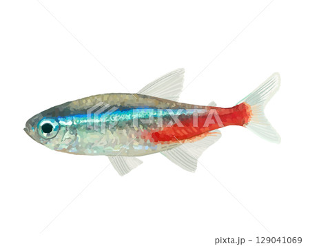 ネオンテトラ（1匹） 129041069