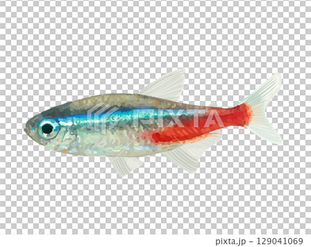 Neon tetra (1 fish) 129041069
