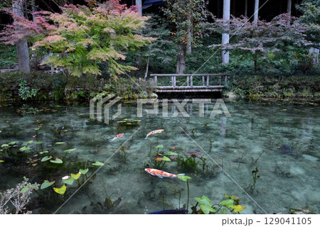 モネの池 129041105