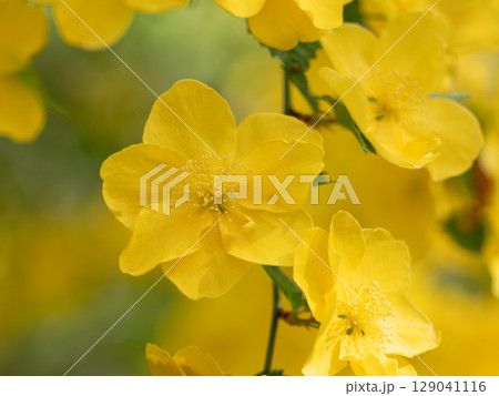 美しい黄金色のヤマブキ 129041116