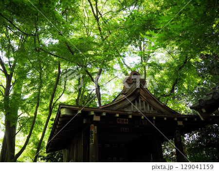 緑に囲まれた神社 緑に囲まれた神社 129041159