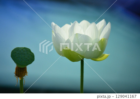 光を浴びて輝く満開のハスの花 129041167