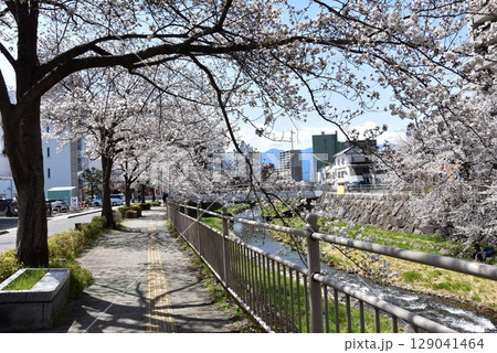 松本市 女鳥羽川の満開桜並木と周辺街並み 松本市 女鳥羽川の満開桜並木と周辺街並み 129041464