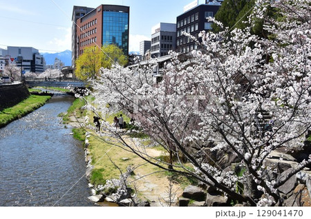 松本市　女鳥羽川と満開桜並木と周辺街並み 129041470