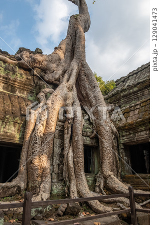 Big roots of spung tree growth in abandoned Ta Prohm temple, one of Angkor's best visited monuments. It is known for the huge trees and massive roots growing out of its walls in Siem Reap, Cambodia. Big roots of spung tree growth in abandoned Ta Prohm temple, one of Angkor's best visited monuments. It is known for the huge trees and massive roots growing out of its walls in Siem Reap, Cambodia. 129041473