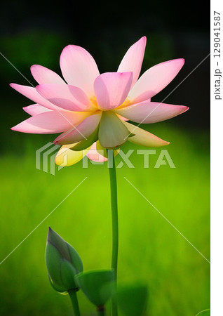美しいピンクの蓮の花 美しいピンクの蓮の花 129041587