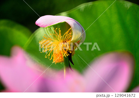 蓮の花びら 蓮の花びら 129041672