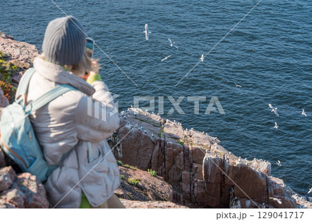 Woman in warm clothing sitting on a rocky Arctic cliff at the Barents Sea in Teriberka park, photographing a seabird colony with her smartphone 129041717