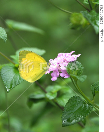 キタキチョウ(Common Grass Yellow) キタキチョウ(Common Grass Yellow) 129041768