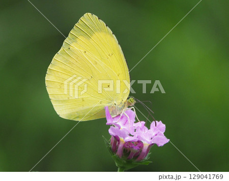 キタキチョウ（Common Grass Yellow） 129041769