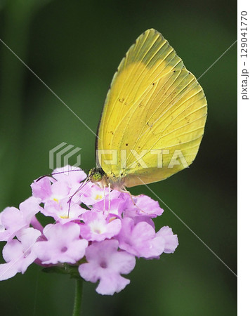 キタキチョウ(Common Grass Yellow) キタキチョウ(Common Grass Yellow) 129041770