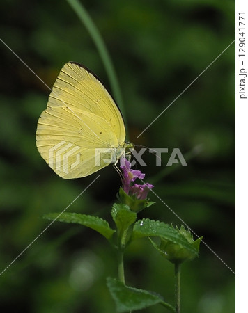 キタキチョウ（Common Grass Yellow） 129041771