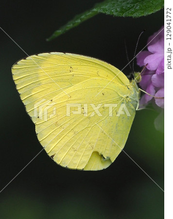 キタキチョウ（Common Grass Yellow） 129041772