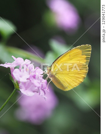 キタキチョウ（Common Grass Yellow） 129041773