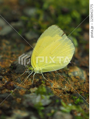 キタキチョウ（Common Grass Yellow） 129041775