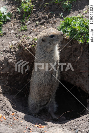 Ground squirrel stands upright at the entrance of its burrow. Wildlife observation, animal behavior, ecological education, biodiversity protection Ground squirrel stands upright at the entrance of its burrow. Wildlife observation, animal behavior, ecological education, biodiversity protection 129041828