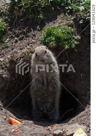 Ground squirrel stands upright at the entrance of its burrow. Wildlife behavior, nature conservation, ecological tourism, environmental education 129041829