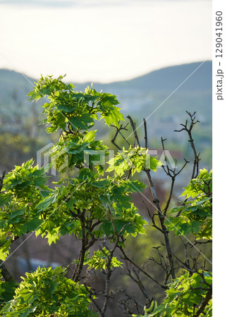 Young maple branches with fresh green leaves and budding seeds stand against a blurred background of hills and distant buildings 129041960