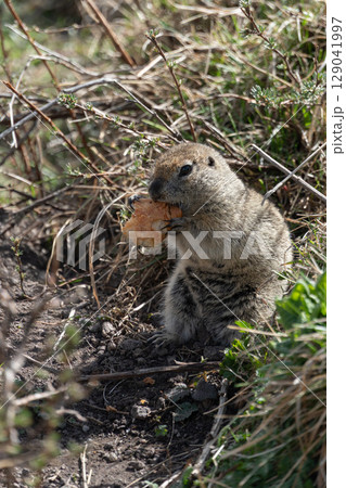 Ground squirrel holding and nibbling a piece of bread in its tiny paws. Wildlife, animal behavior, environmental impact of human food on nature Ground squirrel holding and nibbling a piece of bread in its tiny paws. Wildlife, animal behavior, environmental impact of human food on nature 129041997