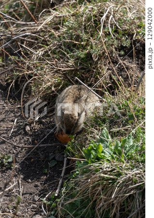 Ground squirrel holding and nibbling a piece of bread in its tiny paws. Wildlife, animal behavior, environmental impact of human food on nature 129042000
