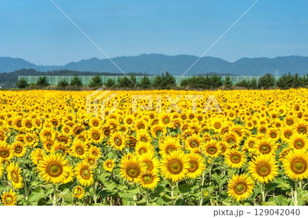 満開のひまわり　宮城県山元町のひまわり畑（2025やまもとひまわり祭り）　宮城県山元町 129042040