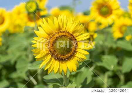 満開のひまわり 宮城県山元町のひまわり畑(2025やまもとひまわり祭り) 宮城県山元町 満開のひまわり 宮城県山元町のひまわり畑(2025やまもとひまわり祭り) 宮城県山元町 129042044