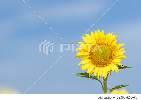 満開のひまわり　宮城県山元町のひまわり畑（2025やまもとひまわり祭り）　宮城県山元町 129042045