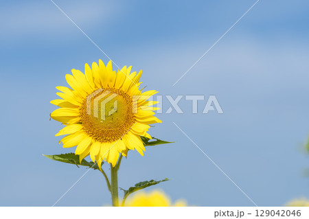 満開のひまわり　宮城県山元町のひまわり畑（2025やまもとひまわり祭り）　宮城県山元町 129042046