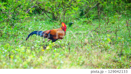 Sri Lankan junglefowl male pheasant bird forages in the grass at Yala National Park. 129042133