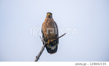 Crested serpent eagle perches on a weathered branch at Yala National Park, Sri Lanka Crested serpent eagle perches on a weathered branch at Yala National Park, Sri Lanka 129042135
