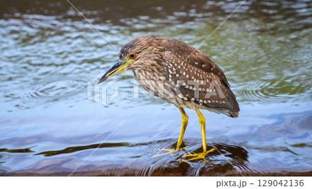 Juvenile Black-crowned Night Heron stands still and scans for fish in the flowing water. Captured in Yala National Park Juvenile Black-crowned Night Heron stands still and scans for fish in the flowing water. Captured in Yala National Park 129042136
