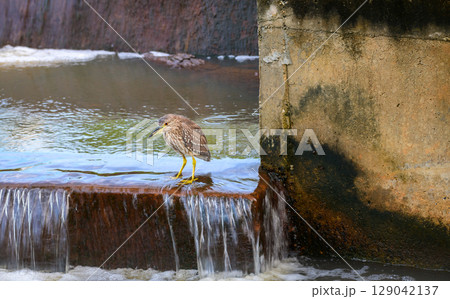Juvenile Black-crowned Night Heron stands still and scans for fish in the flowing water. Captured in Yala National Park Juvenile Black-crowned Night Heron stands still and scans for fish in the flowing water. Captured in Yala National Park 129042137