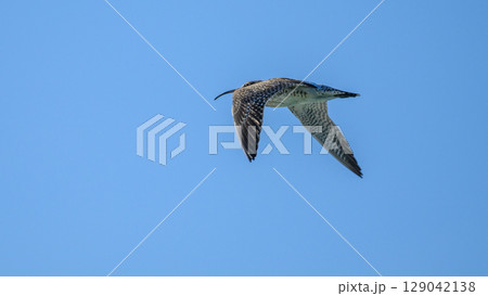 Whimbrel bird in flight against clear blue skies. 129042138