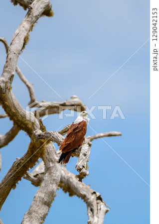 Brahminy Kite rests on a twisted, sun-bleached branch against a vivid blue sky, its chestnut wings and white head glowing in the light. Captured in Yala National Park 129042153