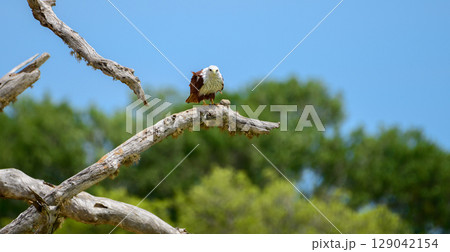Brahminy Kite rests on a twisted, sun-bleached branch, its chestnut wings and white head glowing in the light. Captured in Yala National Park 129042154