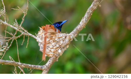 Indian paradise-flycatcher male bird incubating eggs in a nest at Yala National Park, Sri Lanka. 129042156