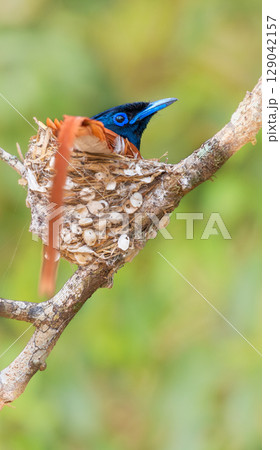 Indian paradise-flycatcher male bird incubating eggs in a nest at Yala National Park, Sri Lanka. 129042157