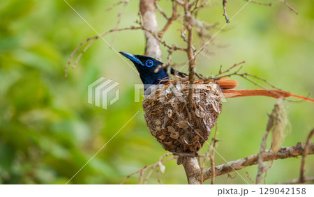 Indian paradise-flycatcher male bird incubating eggs in a nest at Yala National Park, Sri Lanka. 129042158