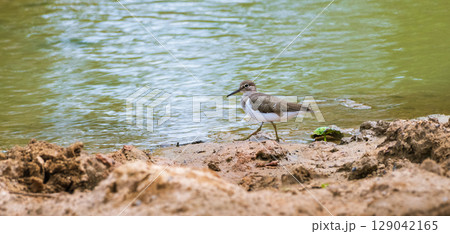 A solitary Common Sandpiper with brown and white plumage walking along the muddy edge of a calm water body, foraging for food in its natural wetland habitat 129042165
